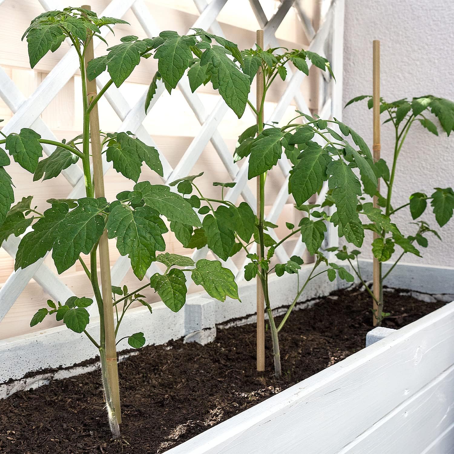 Plant Stakes,18 Inches Natural Garden Bamboo Sticks,BOVITRO 20Pcs Plant Support Stakes for Tomatoes,Beans,Vegetable