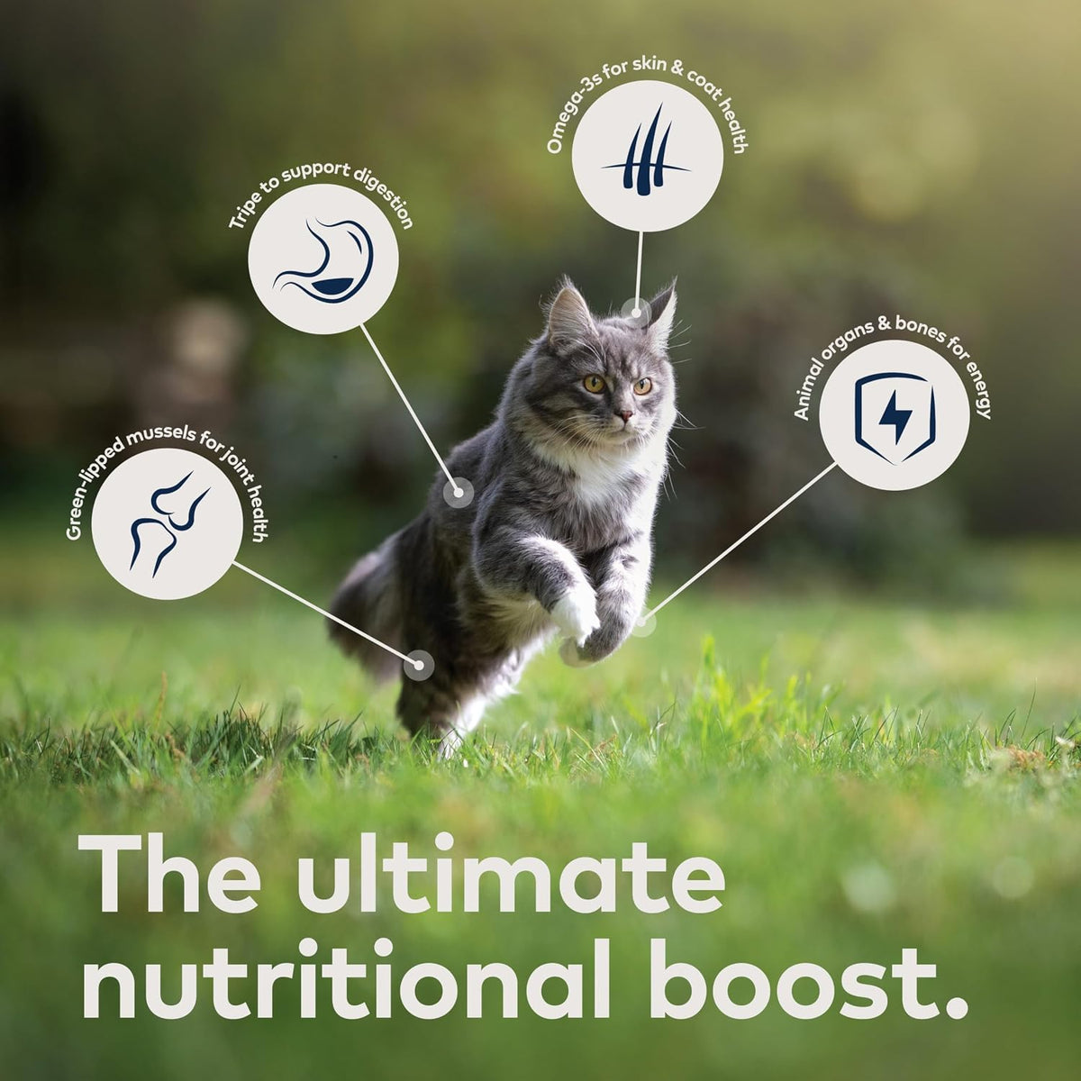 Peak Air-Dried Cat Food, Beef, 96% Meat & Organs, Grain-Free, 14 oz