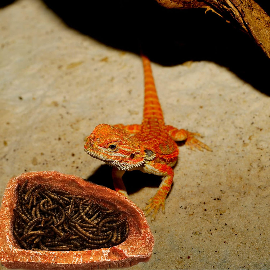 Reptile Water Dish Food Bowl Bearded Dragon Bowls, 2 Pack Reptile Food Bowl for Hermit Crab Bearded Dragon Lizard