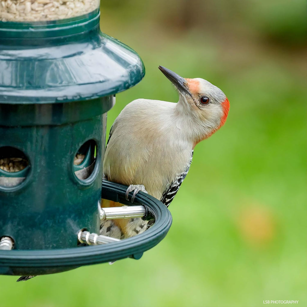 Squirrel Buster Plus Squirrel-proof Bird Feeder w/Cardinal Ring and 6 Feeding Ports, 5.1-pound Seed Capacity