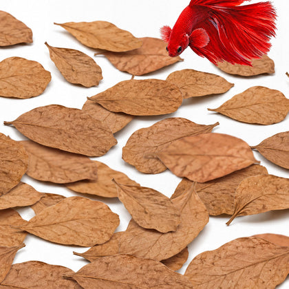 50 pcs Betta Fin Rot Treatment Catappa Indian Almond Leaves, 2", Betta Water Conditioner Leaves for Fish Tank