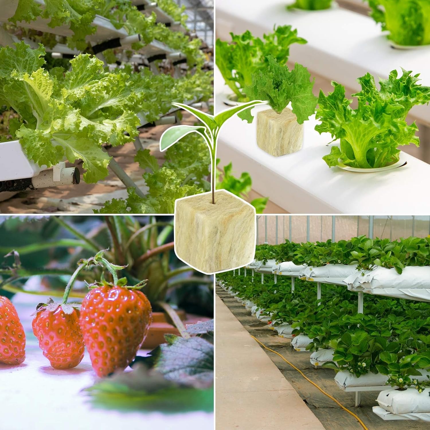 1 Inch Rockwool Cubes for Hydroponics, 200 Plugs Seed Starter Cube | High Germination Rate for Vegetables & Herbs