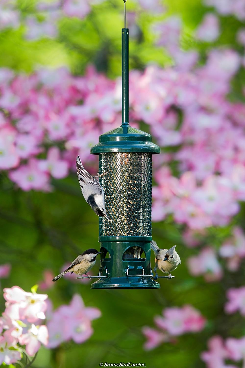 Squirrel Buster Standard Squirrel-proof Bird Feeder w/4 Metal Perches, 1.3-pound Seed Capacity, garden green