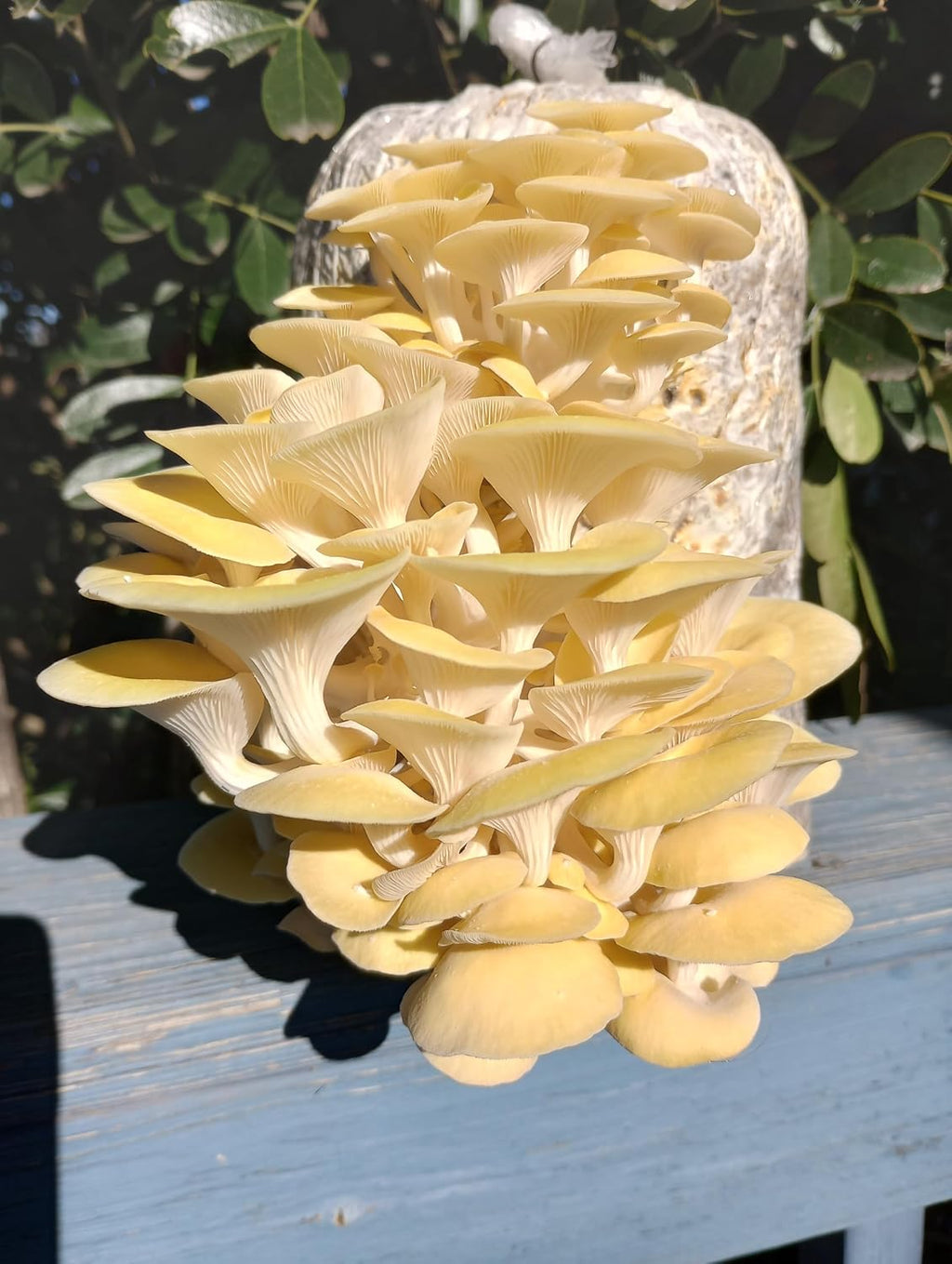 Four All in One Mushroom Grow Kits with Yellow, Blue, Florida, and Pink Oyster, Complete Cultivation Set