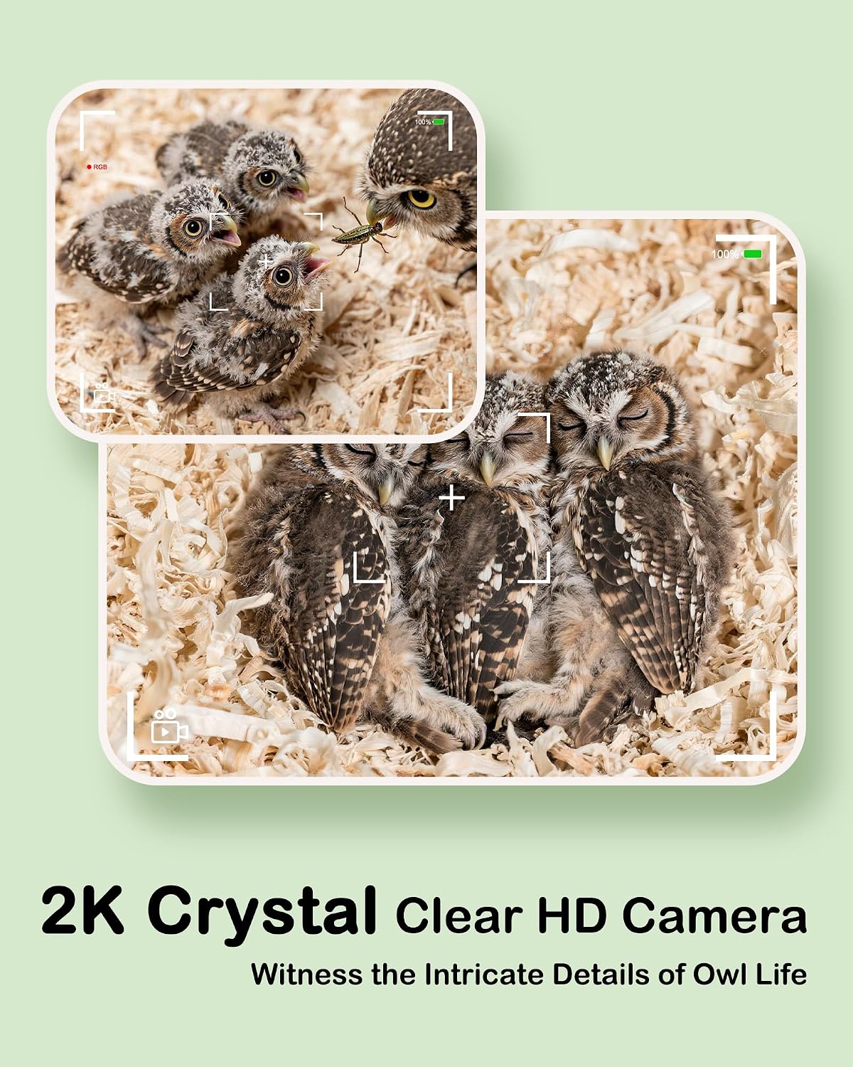 Owl Nesting Box with Camera,4G Cellular,Screech Owl House