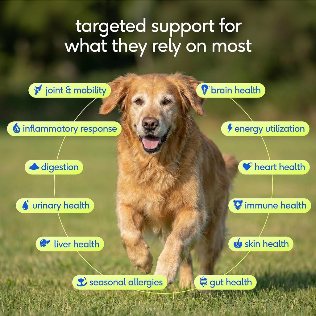Senior Daily Dog Vitamins & Supplements – 12-in-1 Dog Multivitamin Powder for Senior Dogs – Supports Mobility