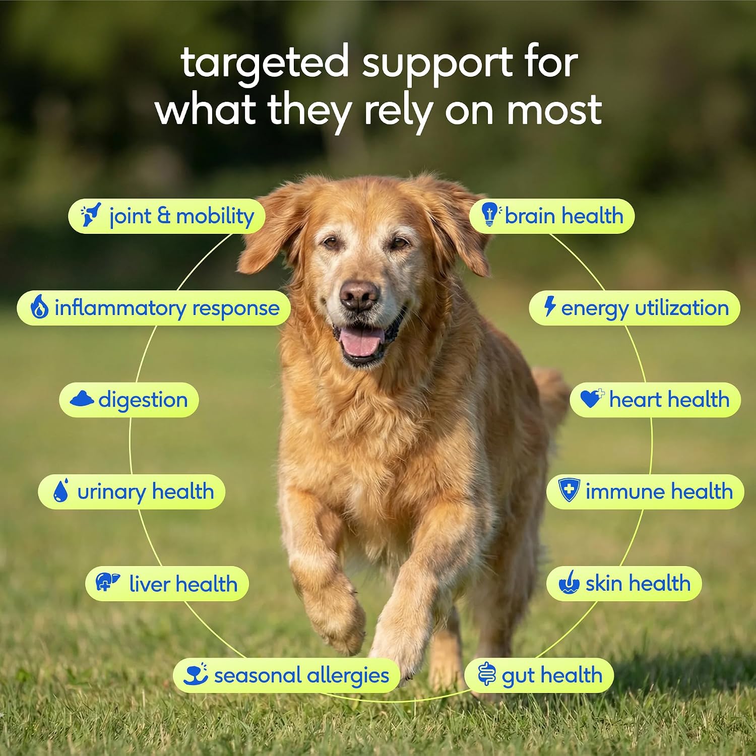 Senior Daily Dog Vitamins & Supplements – 12-in-1 Dog Multivitamin Powder for Senior Dogs – Supports Mobility