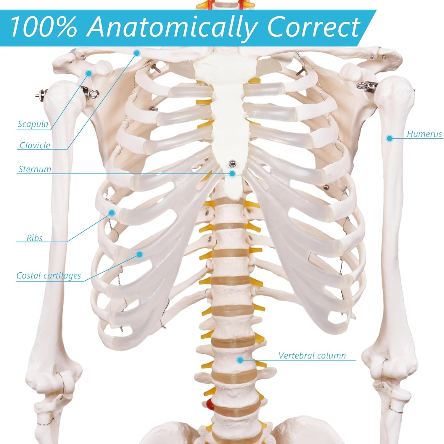 Human Skeleton Model for Anatomy -Life Size Anatomical Skeleton Medical Model with Nervous System 70.8 in with