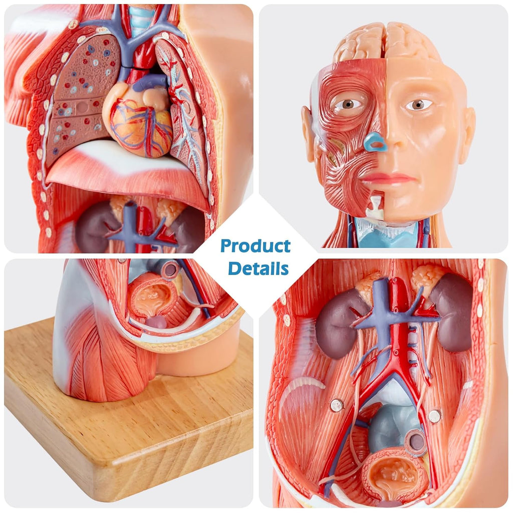 Human Body Model for Anatomy Study, 15 Part 11'' | Human Torso Model with Removable Organs Brain Lung Stomach Heart