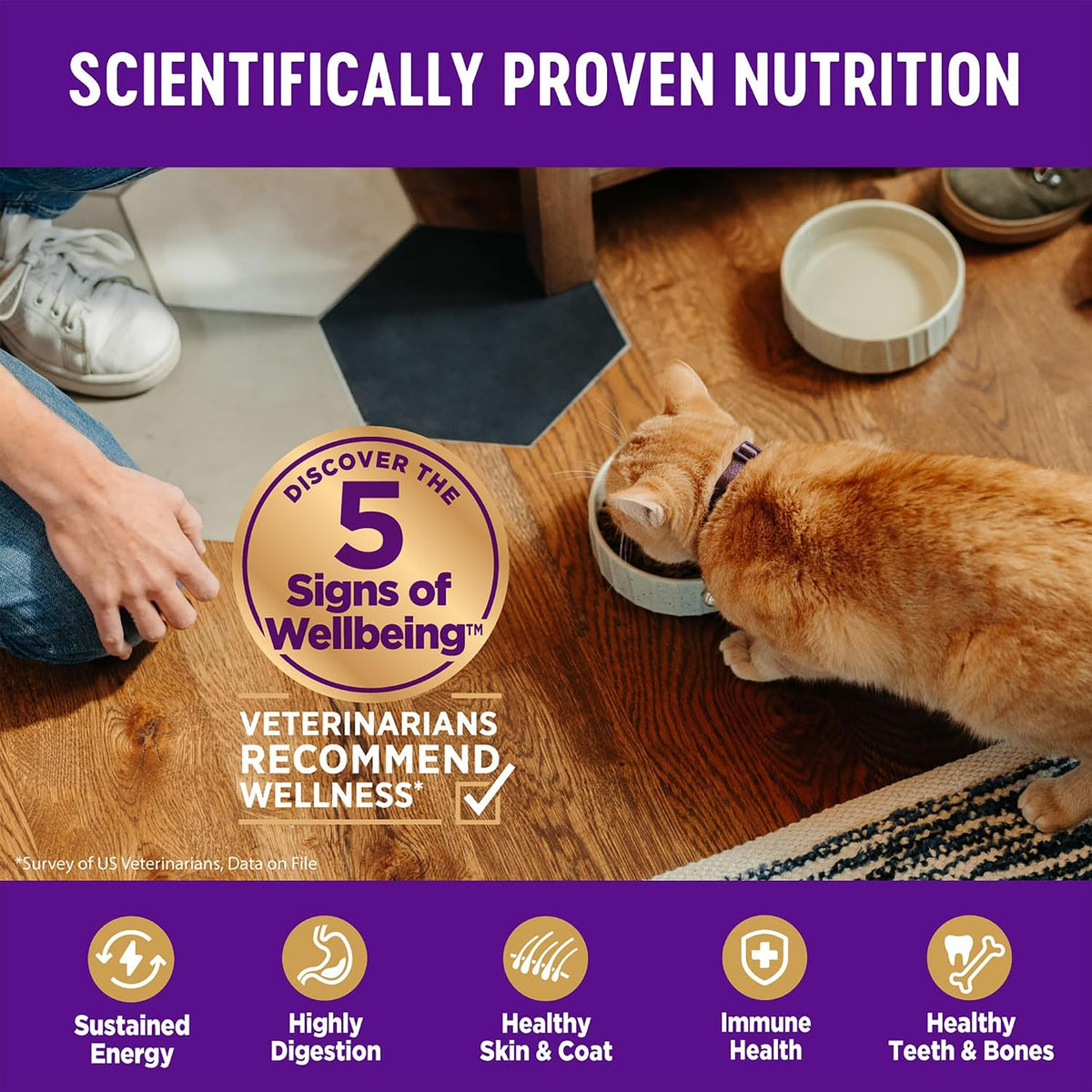 Complete Health Kitten Dry Cat Food, Natural, Wholesome Grains Kibble, Turkey, Turkey Meal and Chicken Recipe, 5 lb Bag