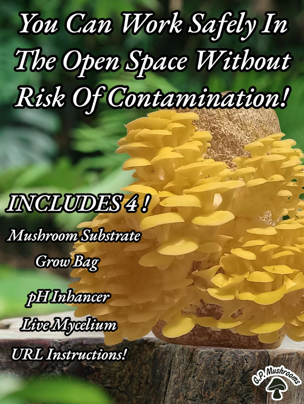 Four All in One Mushroom Grow Kits with Yellow, Blue, Florida, and Pink Oyster, Complete Cultivation Set