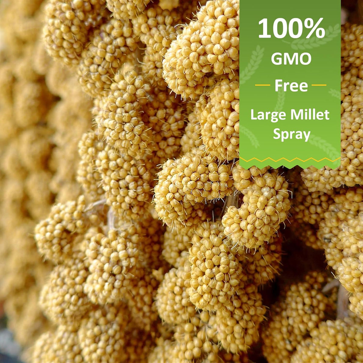 Spray Millet for Birds 5LB - All Natural Sun-Dried Healthy Treat, Millet Spray for Parakeets, Parrots, Lovebirds