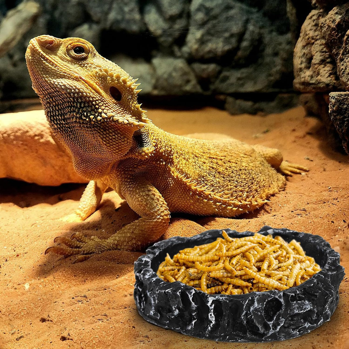 4 Pack Reptile Food Dish with Feeding Tongs, Resin Reptile Water Dish Food Bowl Feeding Terrarium Bowl for Leopard