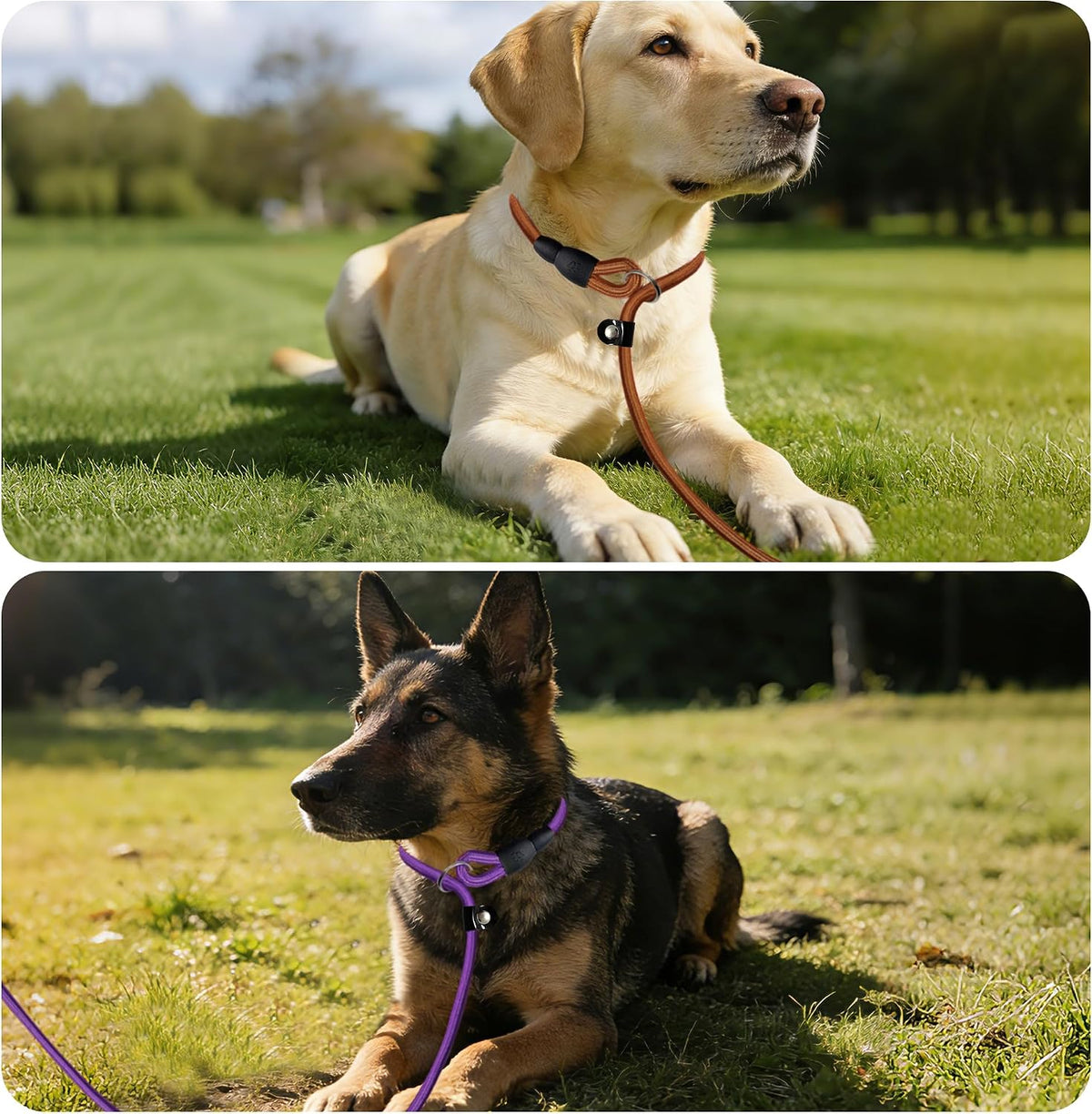 5-Pack Dog Slip Leashes 4.6FT Nylon Training Lead, 5 Colors