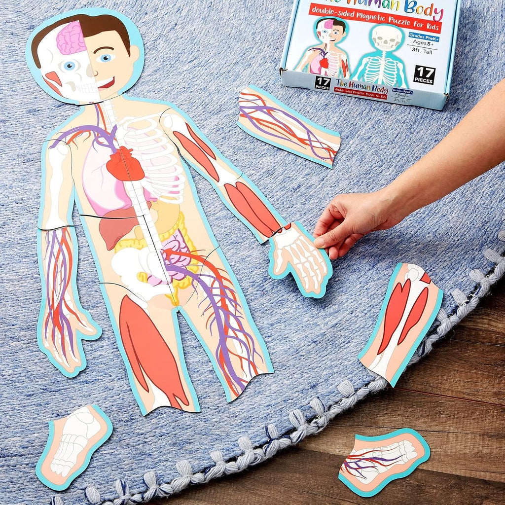 Interactive Magnetic Human Body Model - 3 ft, 17-Piece Double-Sided Anatomy Set for Kids - Human Anatomy with Organs
