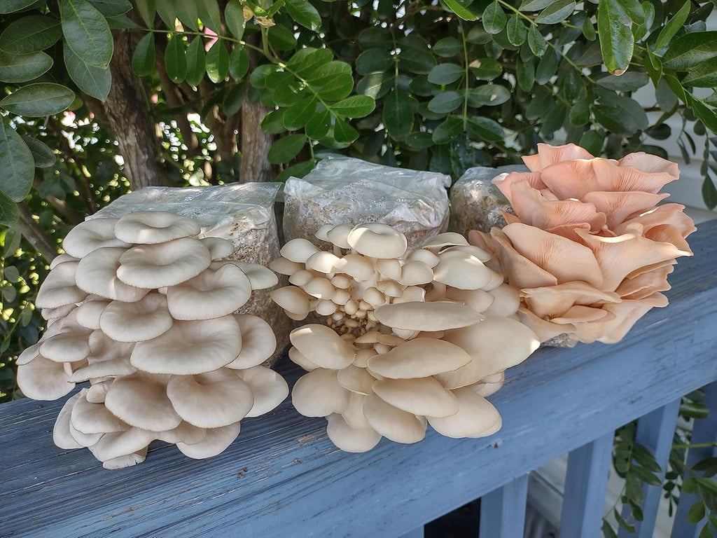 Four All in One Mushroom Grow Kits with Yellow, Blue, Florida, and Pink Oyster, Complete Cultivation Set