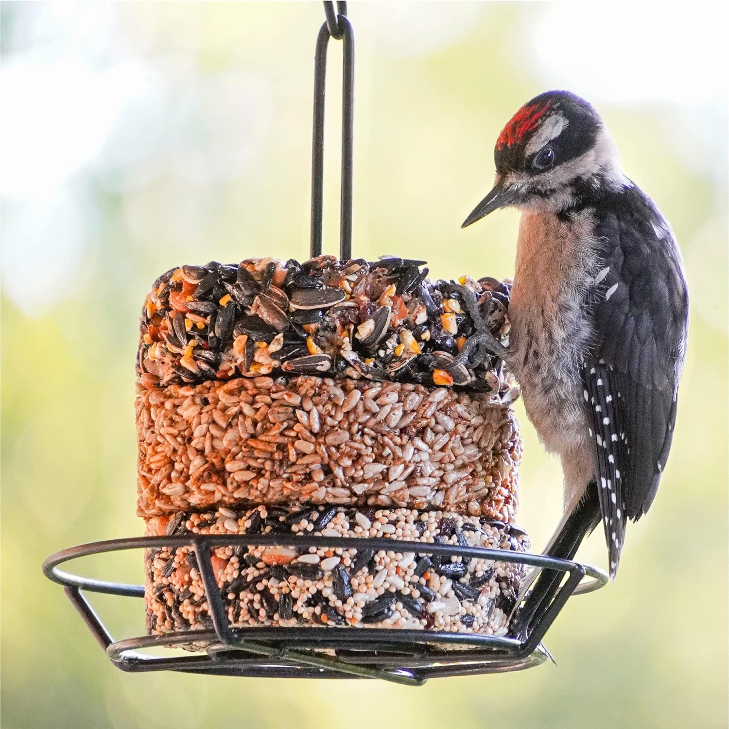Nut & Fruit Snack Stack Wild Bird Food, Bird Seed Cake for Outside Feeders, 6-Pack | Bird Seed Cake for Outside Feeders