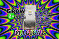 The Micro Magical 3lb All in One Mushroom Grow Bag | Mushroom Grow Kit | Harvest Your own Happiness | Discover the