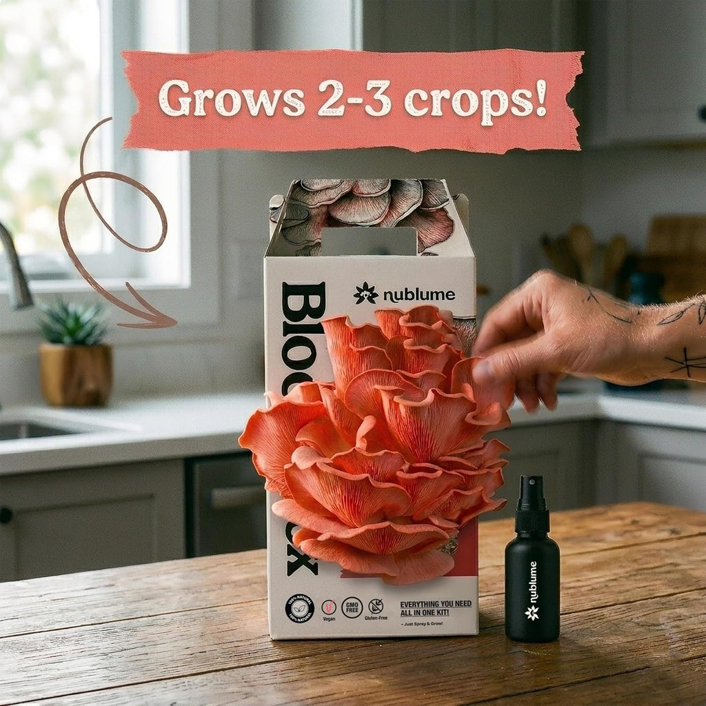 BloomBox Pink Oyster Mushroom Grow Kit – Spray & Grow – Pre-Inoculated Indoor Mushroom Farm – Beginner Friendly –