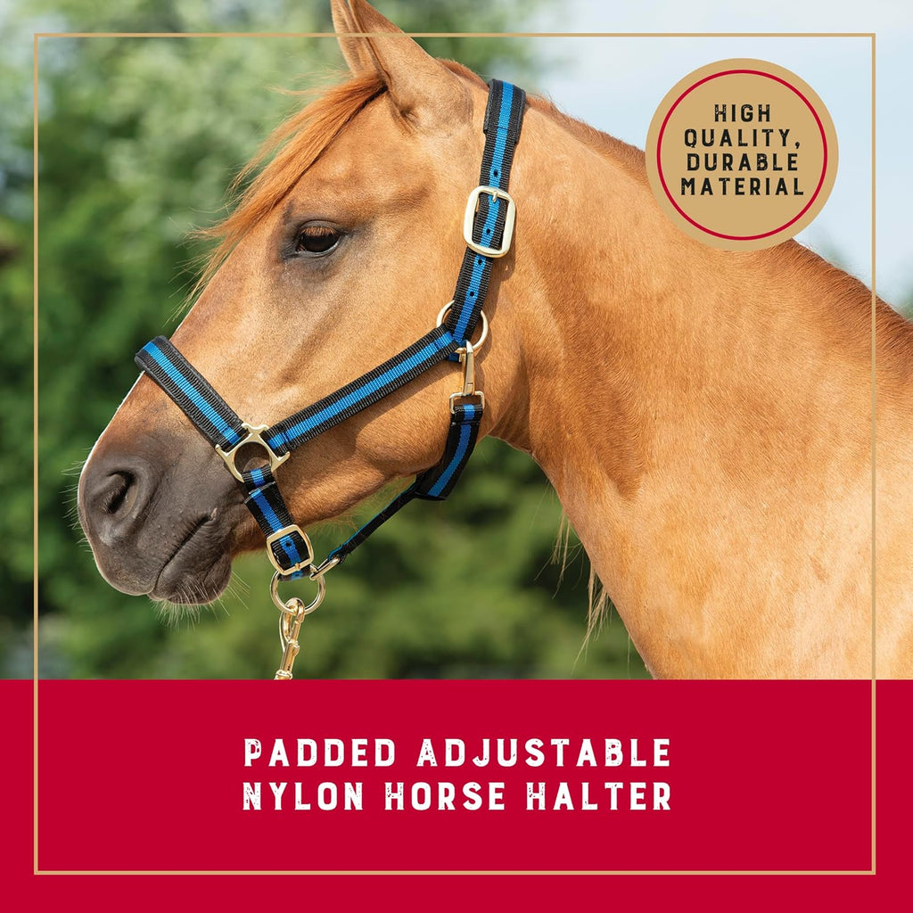 Nylon Horse Halter, Average Horse, Padded & Adjustable, 1 in