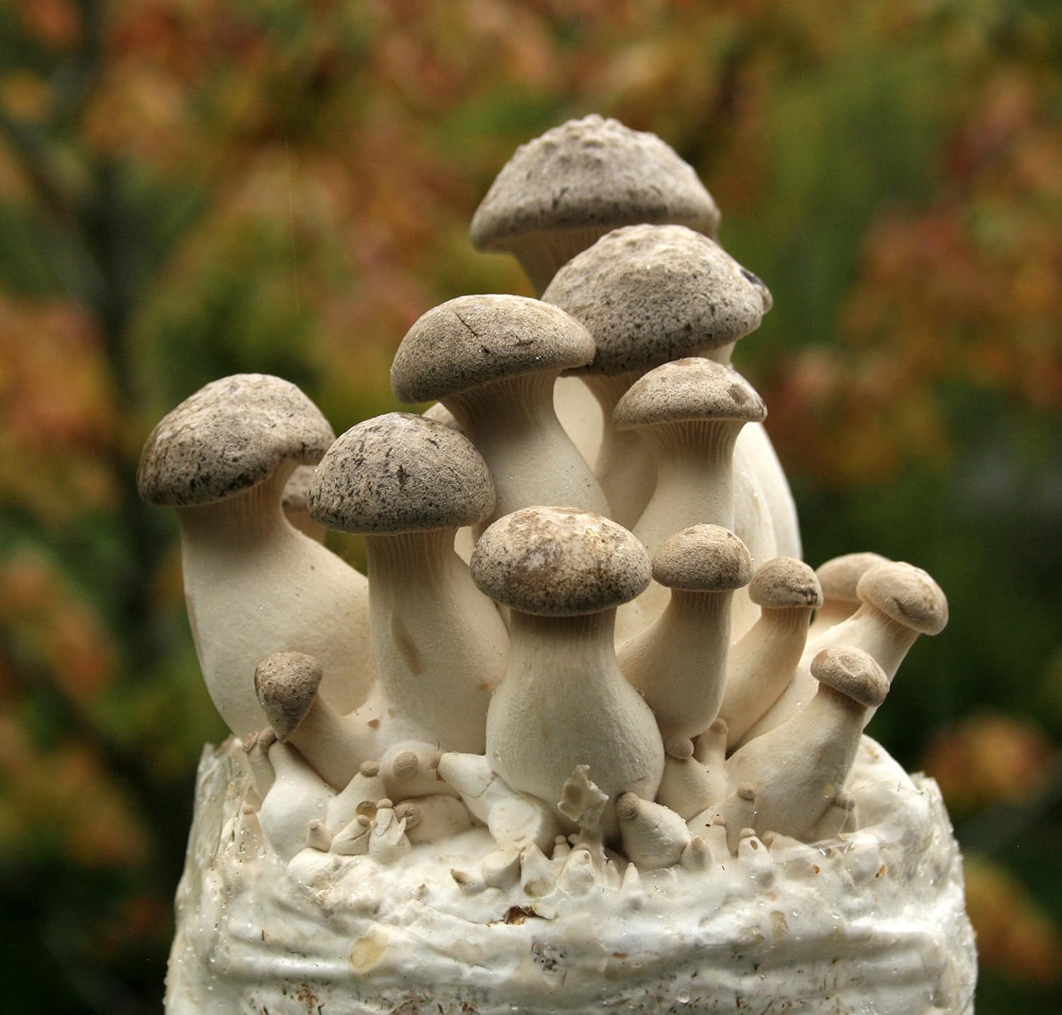 Two Mushroom Grow Kits, 3Lb Each (Two King Oyster Kits)