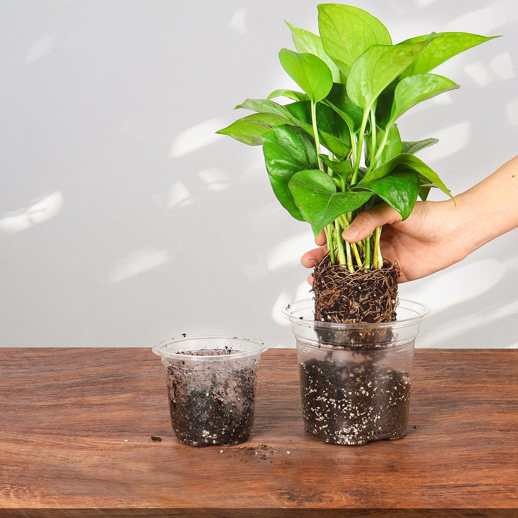 Clear Nursery Pots with Humidity Domes, 3.5/4/5 Inch, 36-Pack | Clear PET, 12 Each of 3 Sizes, Root and Moisture