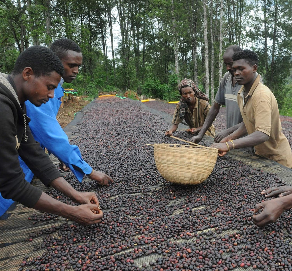 Ethiopian Guji Natural Green Coffee Beans – Unroasted Specialty Grade Heirloom Arabica | Fruity, Complex Single