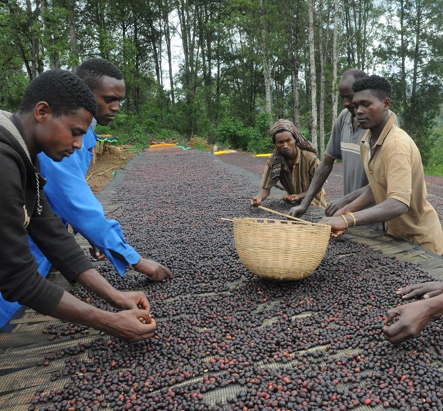 Ethiopian Guji Natural Green Coffee Beans – Unroasted Specialty Grade Heirloom Arabica | Fruity, Complex Single