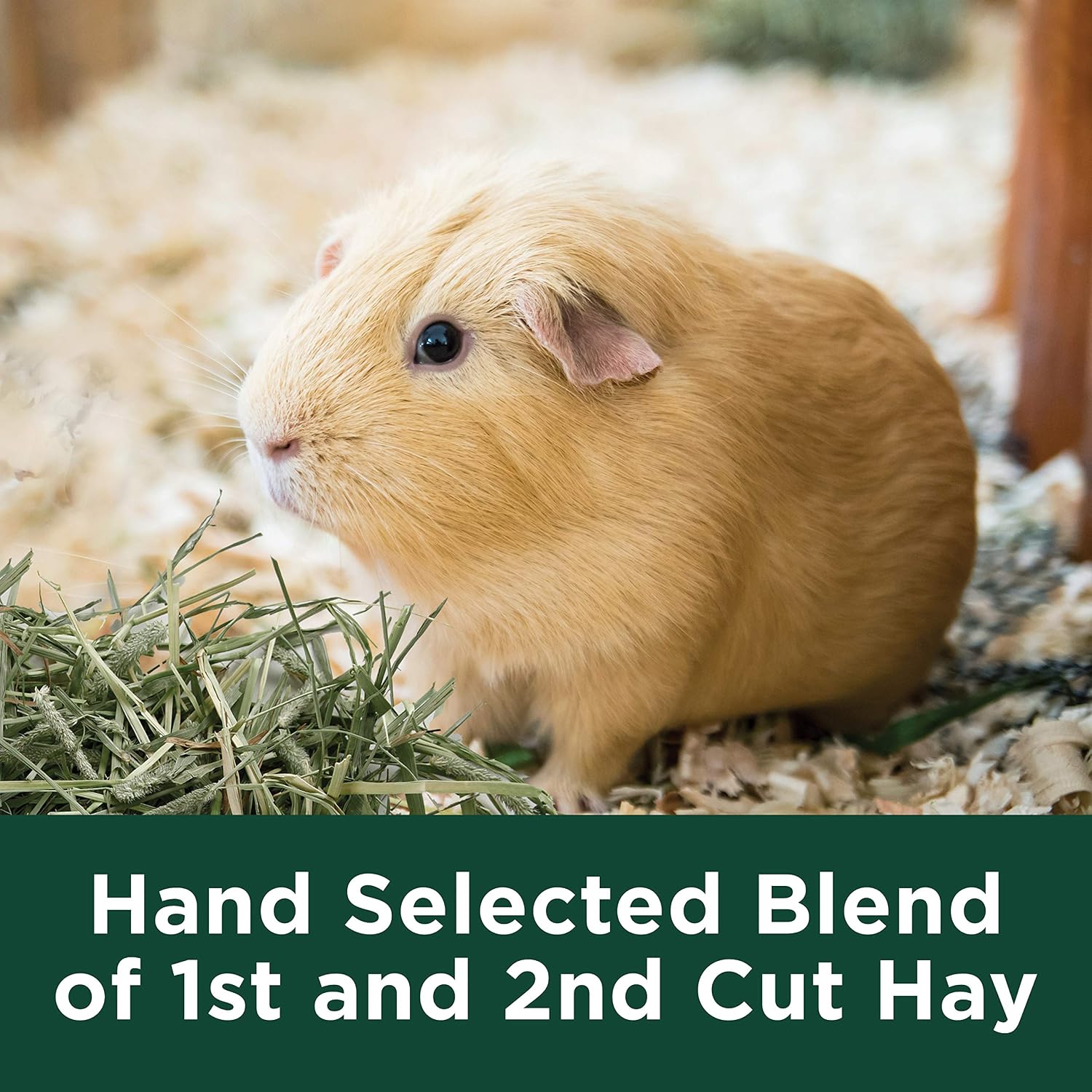 All Natural Timothy Hay Plus Carrots for Guinea Pig & Rabbit | Digestive support. Guinea pig hay with carrots. Rabbit