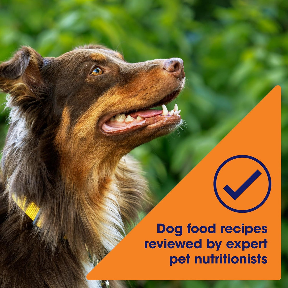 Grain Free Chicken Dry Dog Food, 24 lb. Bag