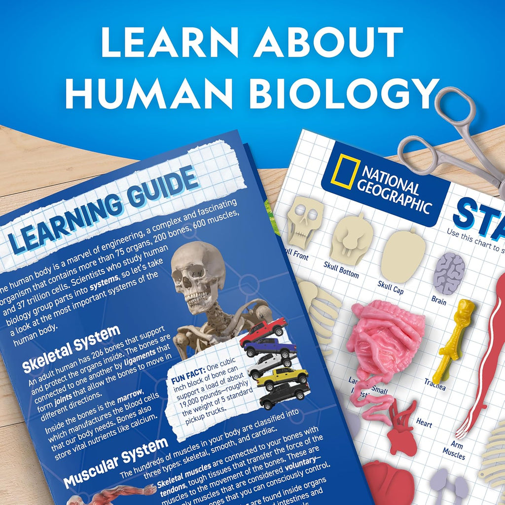 National Geographic Human Body Model for Kids 32-Piece Anatomy Set | Glow-in-the-Dark Bones, Organs & Muscles