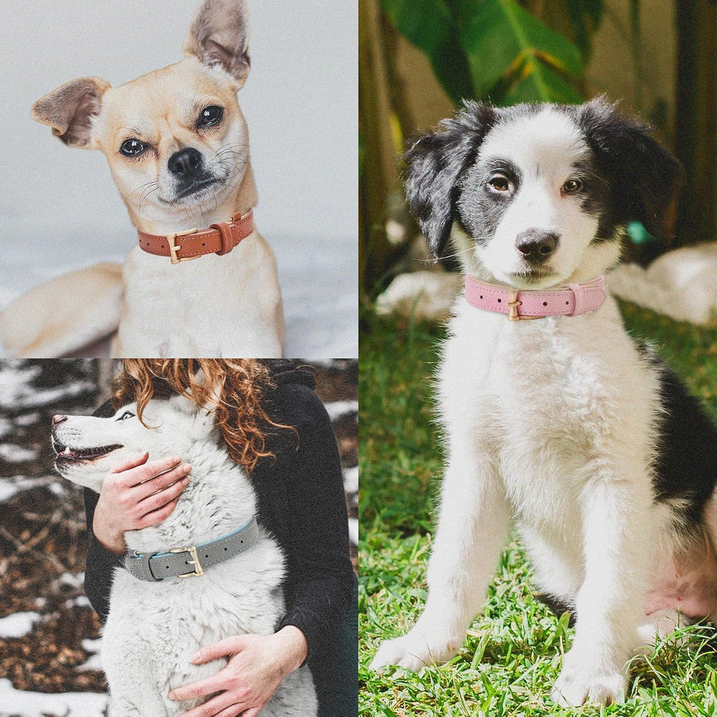 Leather Dog Collars, Soft Padded, for Small Medium Large Dogs