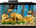 Complete 20 Gallon Fish Tank Kit for Freshwater & Saltwater Fish