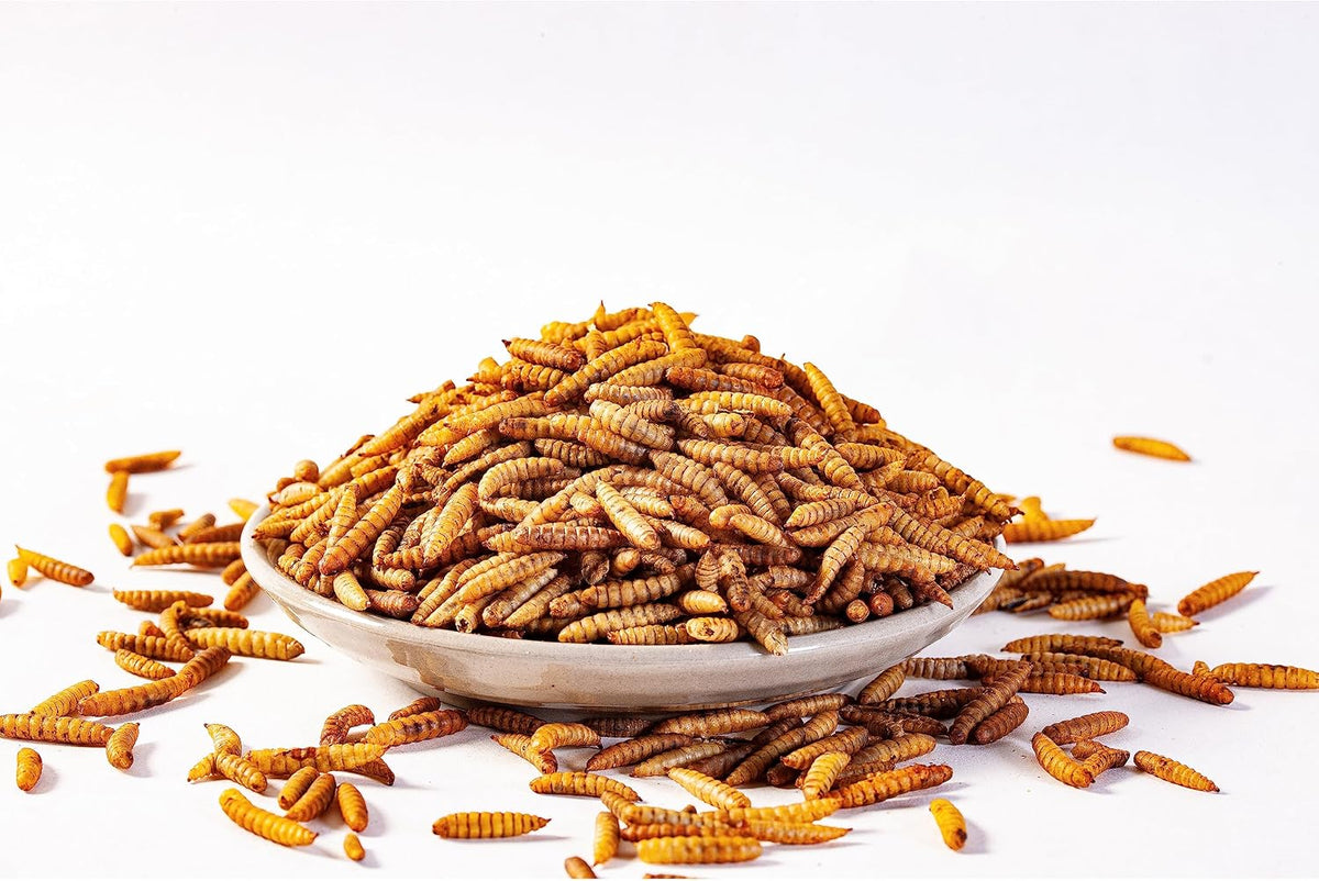 Dried Black Soldier Fly Larvae (5lb), 100% Natural Non-GMO, Treat for Chickens, More Calcium Chicken Feed Than Mealworms