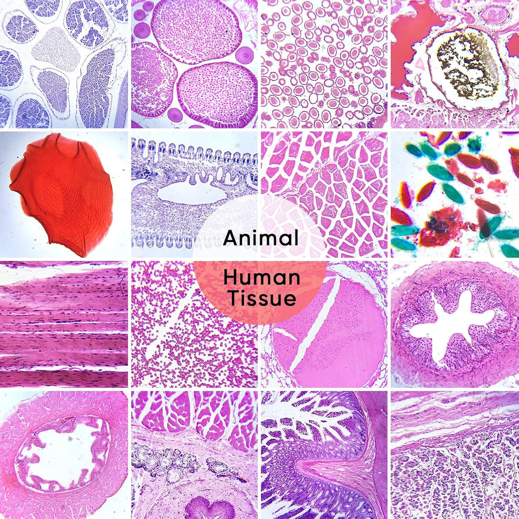 60 Microscope Slides with Specimens,Prepared Microscope Slides for Kids,Glass Slides for Microscope,Prepared Slides