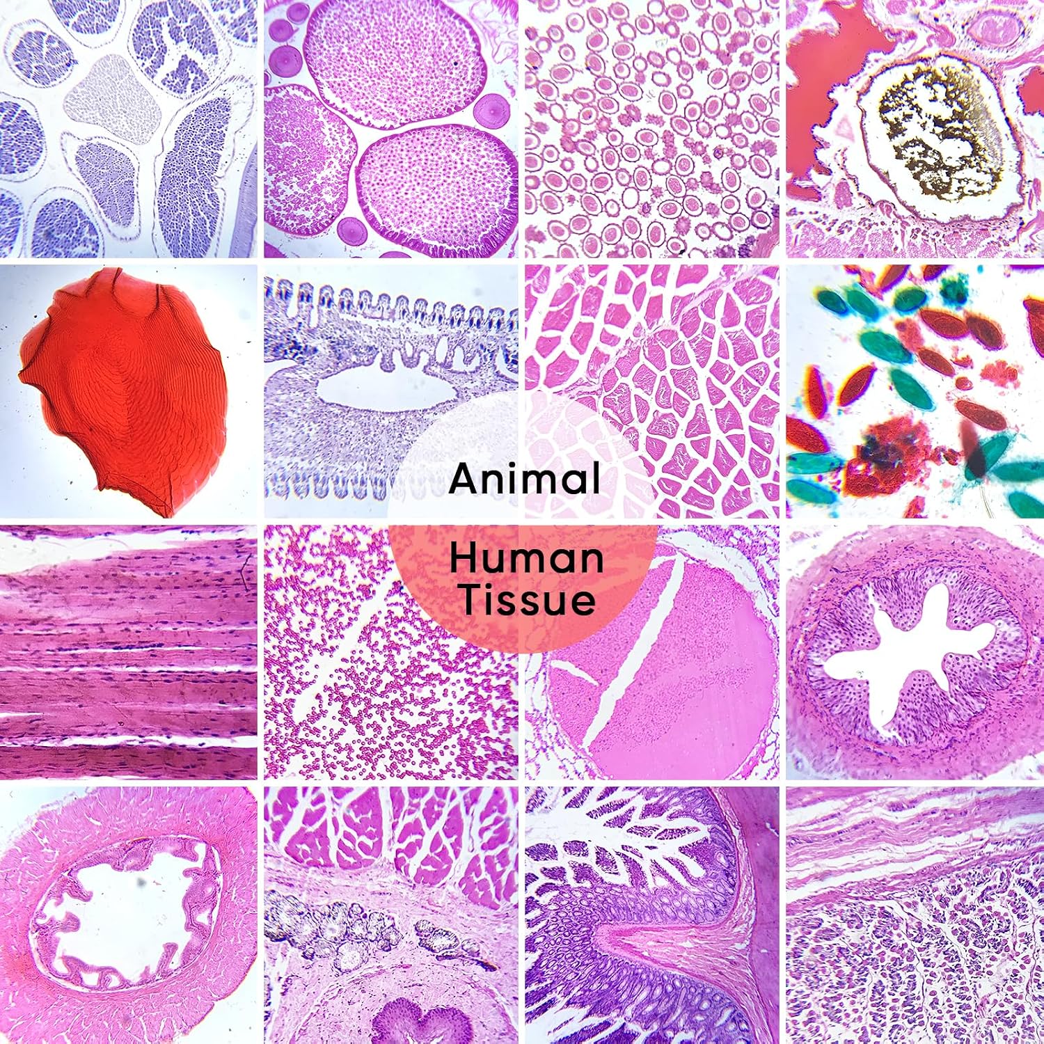60 Microscope Slides with Specimens,Prepared Microscope Slides for Kids,Glass Slides for Microscope,Prepared Slides