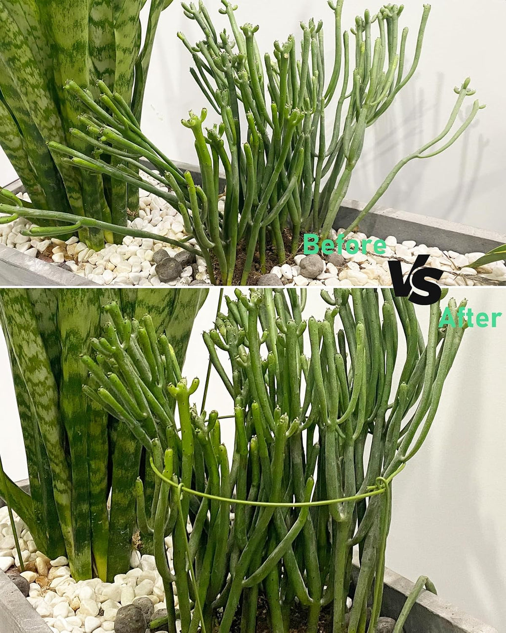 5-Pack Heavy Duty Plant Support Stakes, Metal Plant Ring Cages for Indoor Outdoor Plants, Adjustable Garden Stakes