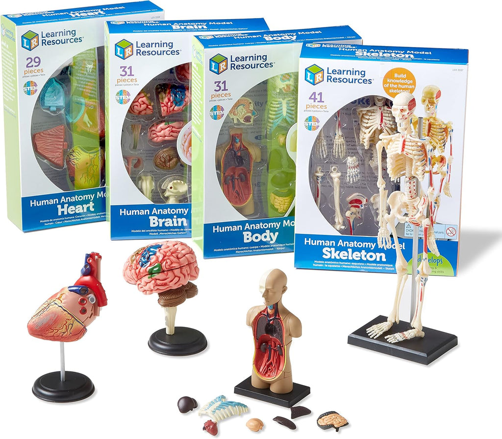Anatomy Models Bundle Set | Skeleton and Physiology, Human Body Model , Science Classroom Must Haves, Biology Teacher