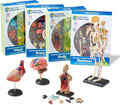 Anatomy Models Bundle Set | Skeleton and Physiology, Human Body Model , Science Classroom Must Haves, Biology Teacher