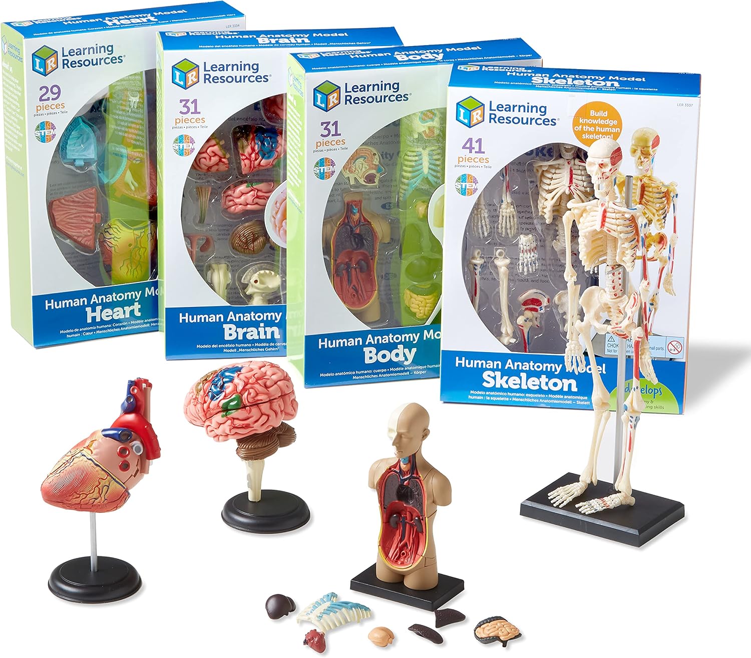 Anatomy Models Bundle Set | Skeleton and Physiology, Human Body Model , Science Classroom Must Haves, Biology Teacher