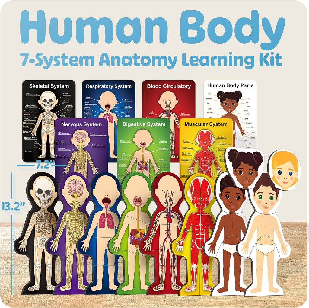 MyBODY Large Human Body Anatomy Model for Kids & Teens - Bottom-to-Top Magnetic Assembly Toy & Educational Learning