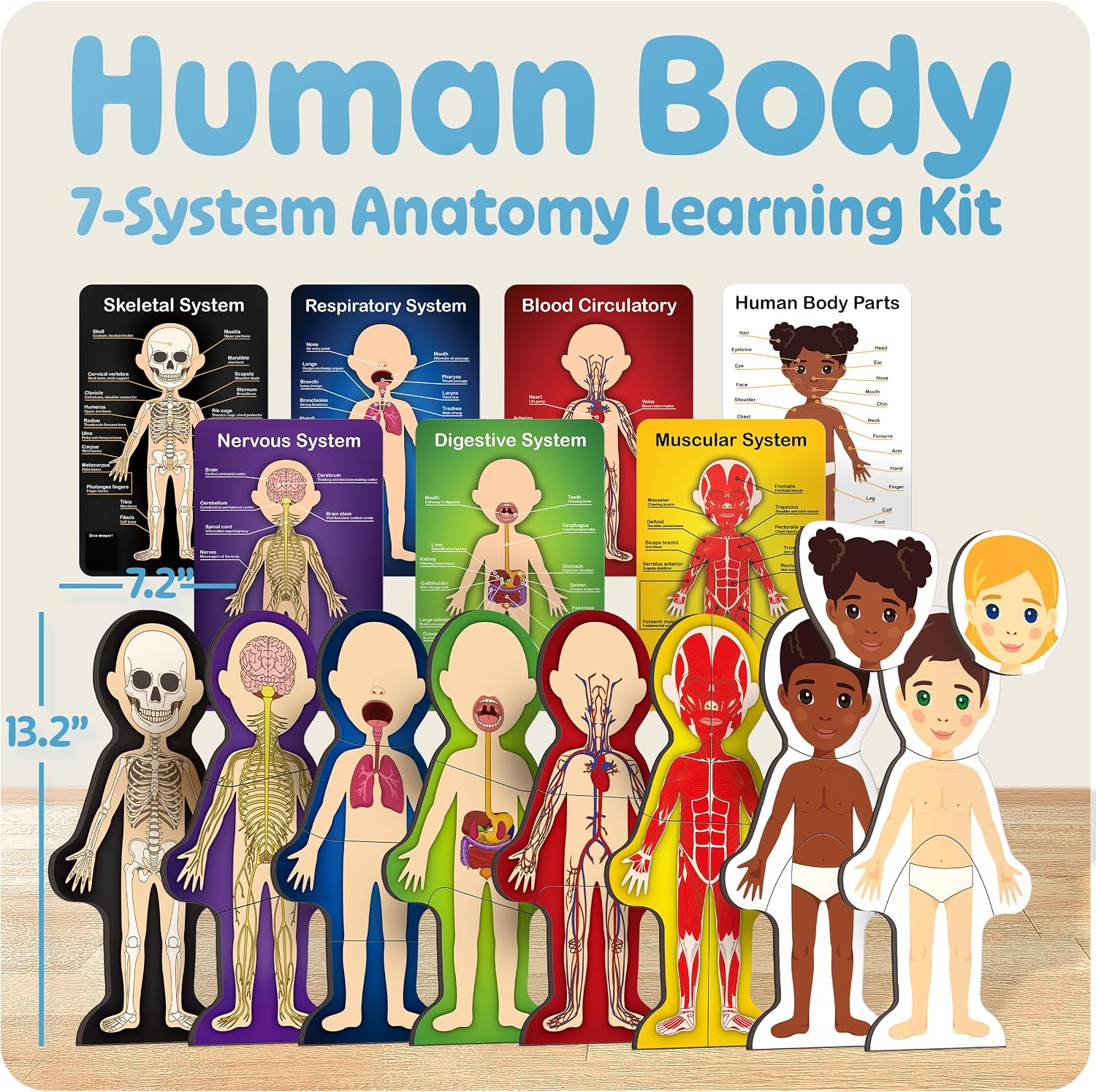 MyBODY Large Human Body Anatomy Model for Kids & Teens - Bottom-to-Top Magnetic Assembly Toy & Educational Learning