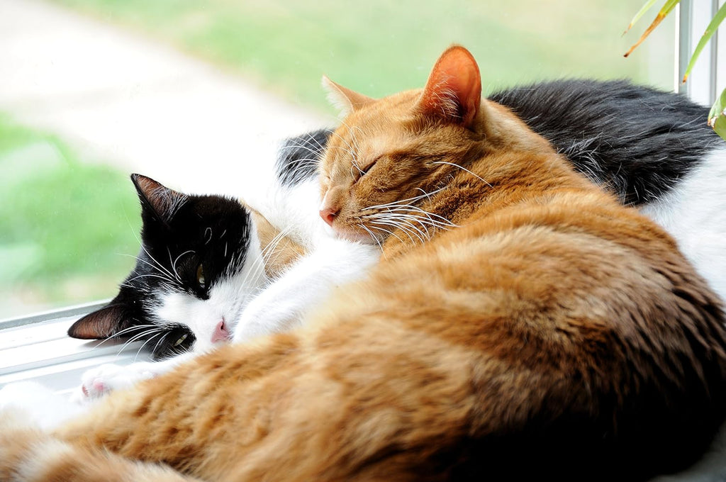 Nexabiotic Probiotics for Cats Powder | Treats Diarrhea for Pets with Saccharomyces Boulardii Lactobacillus