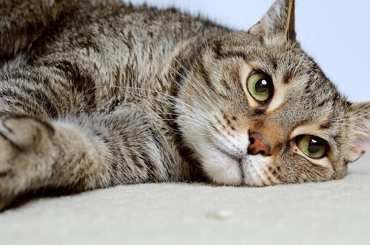 Nexabiotic Probiotics for Cats Powder | Treats Diarrhea for Pets with Saccharomyces Boulardii Lactobacillus