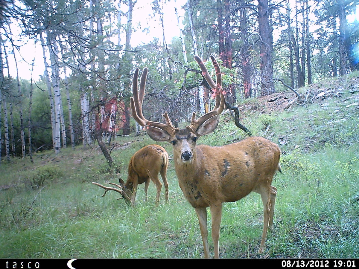 12MP Trail Camera with Low Glow Infrared Flash
