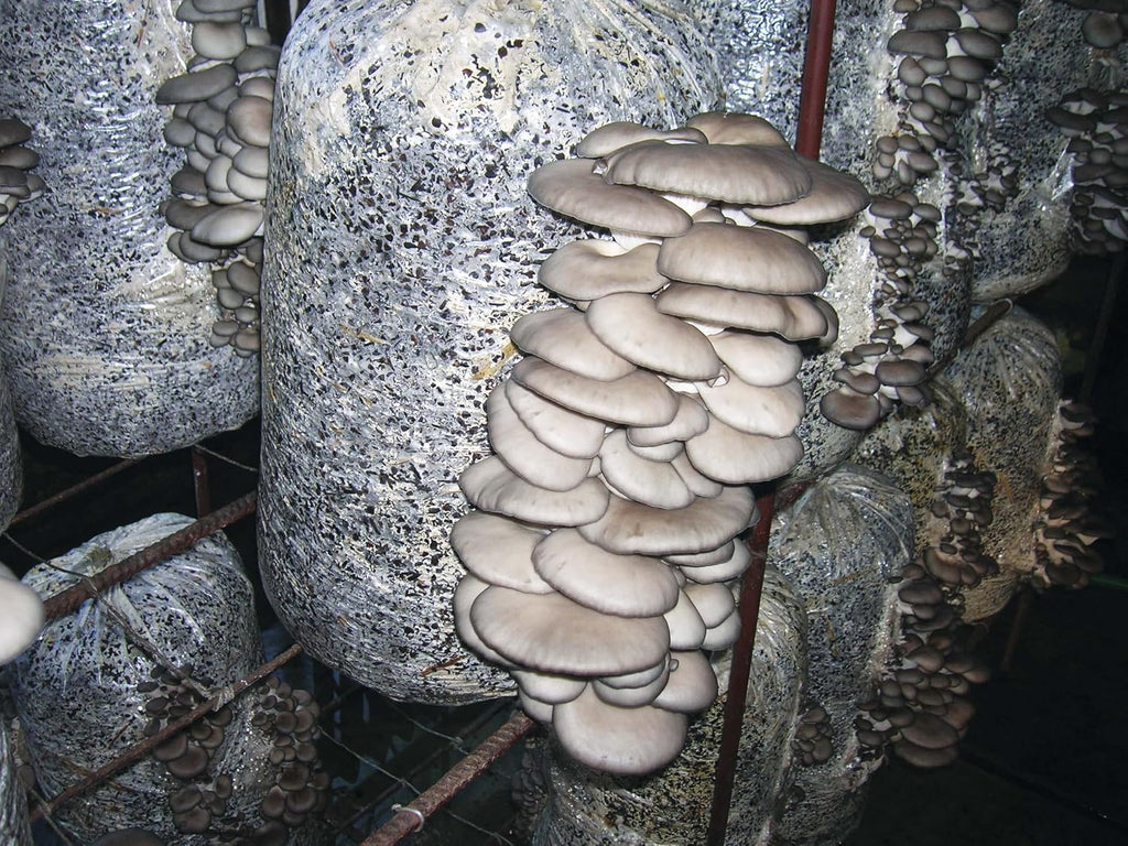100+ Oyster Mushrooms Mycelium Spawn Spores - Mushroom Brown