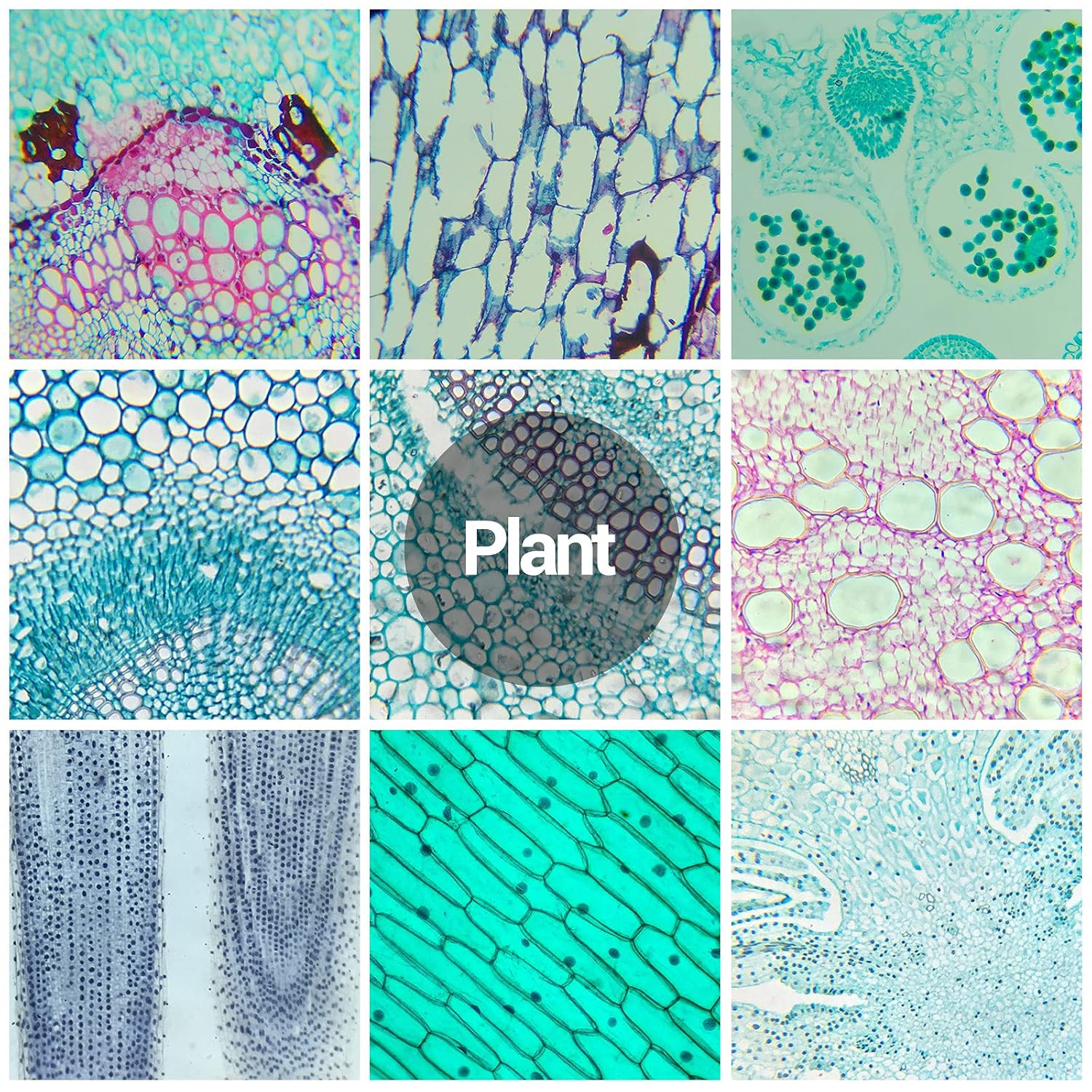 60 Microscope Slides with Specimens for Kids, Prepared Microscope Slides for Kids Microbiology, Prepared Microscope