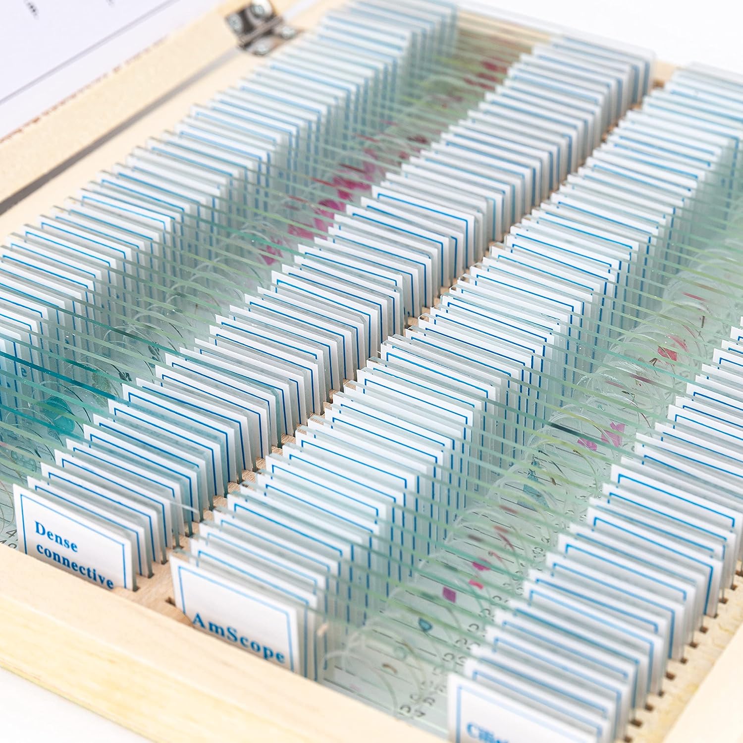 PS100A Prepared Microscope Slide Set, 100 Slides Set A | 100 Prepared Glass Slides for Basic Biological Science