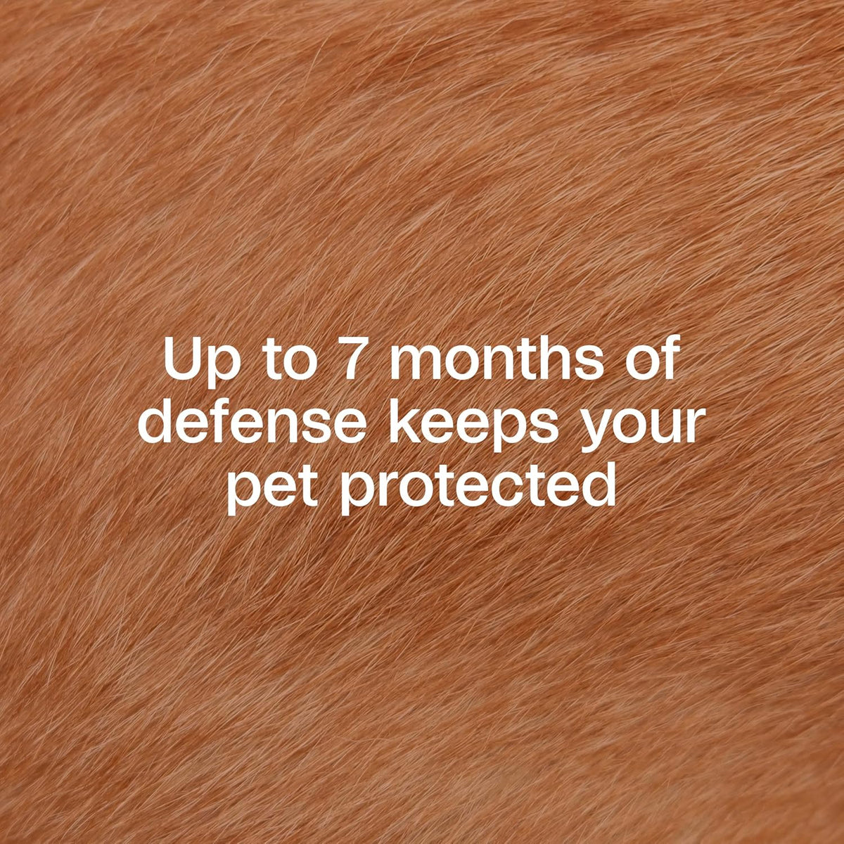 Plus Flea & Tick Collar for Dogs, 7-Month Prevention, 1 Count