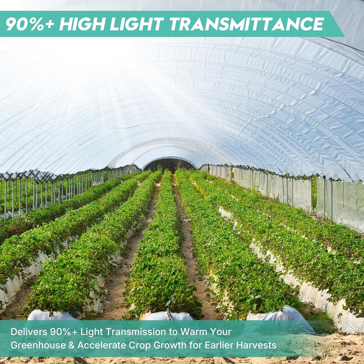 Greenhouse Plastic Sheeting, 12FT x 25FT 6 Mil UV Resistant